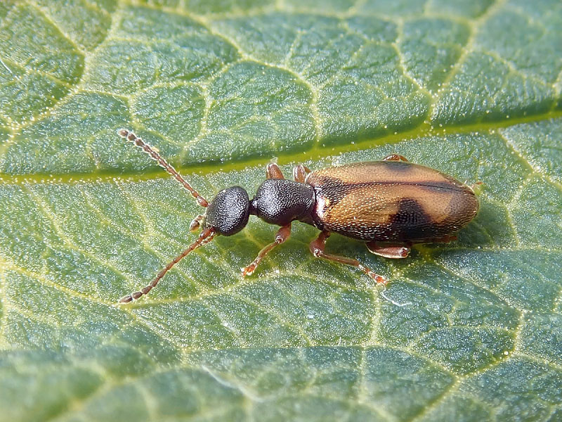 Anthicidae: Cordicomus gracilis, femmina